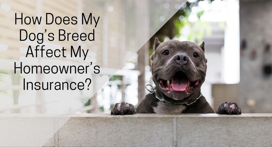 blog image of a pit bull dog at its home; blog title: How Does My Dog’s Breed Affect My Homeowner’s Insurance