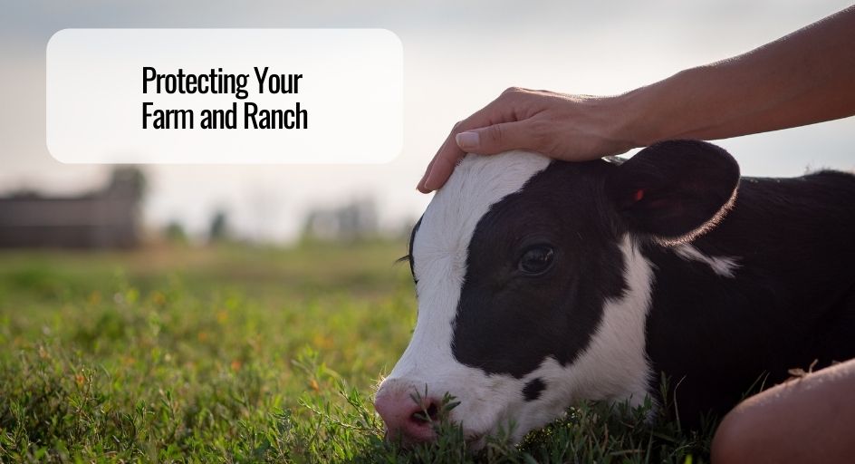 hand petting cow in grassy field with Farm Insurance in Bluffton, IN, Decatur, IN, Fort Wayne, New Haven, IN, Portland, IN